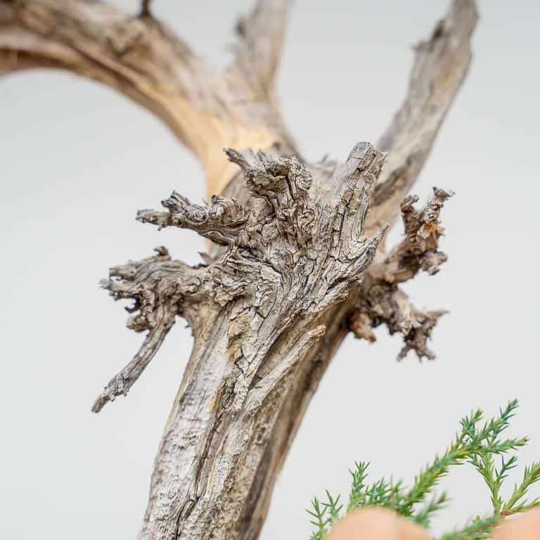 图解 落基山杜松盆景 第一次修剪 图片