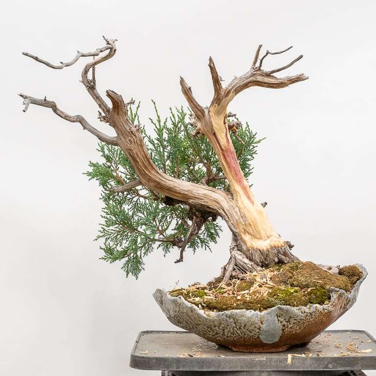 图解 落基山杜松盆景 第一次修剪 图片