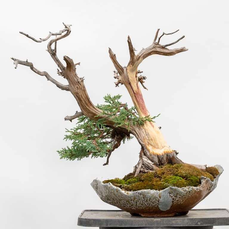 图解 落基山杜松盆景 第一次修剪 图片