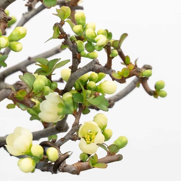 矮开花的长寿梅盆景修剪花朵 对比图片