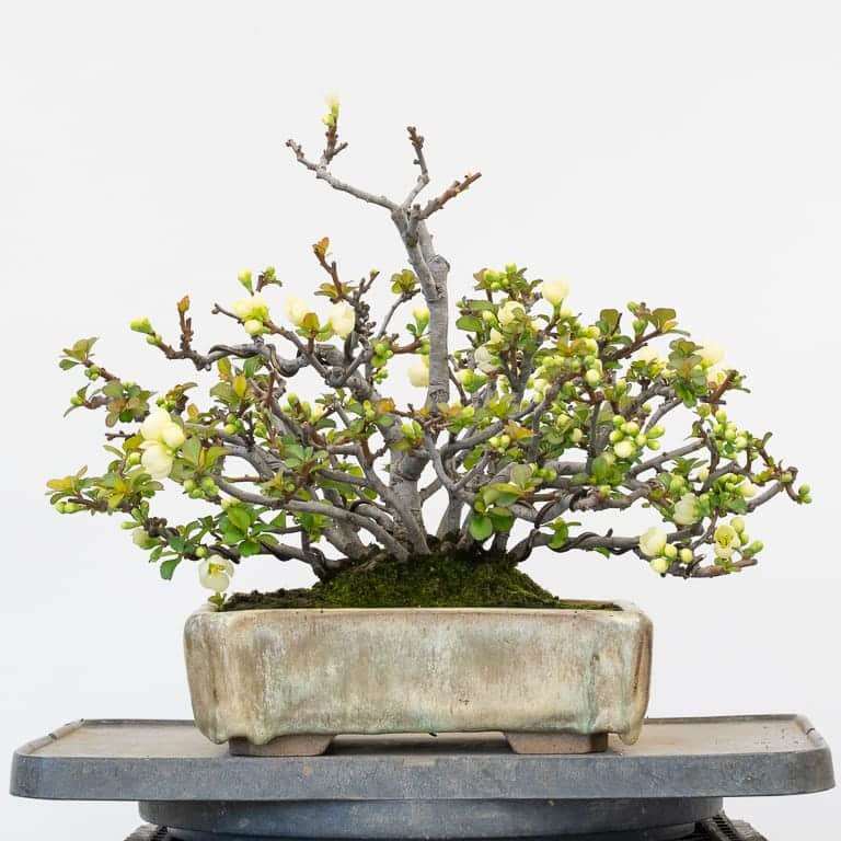 矮开花的长寿梅盆景修剪花朵 对比图片