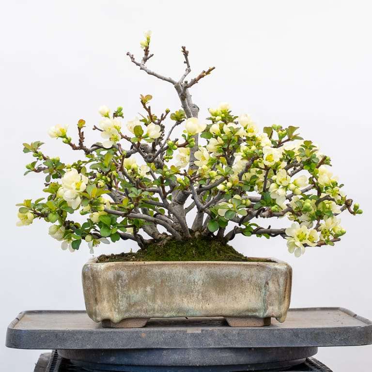 矮开花的长寿梅盆景修剪花朵 对比图片