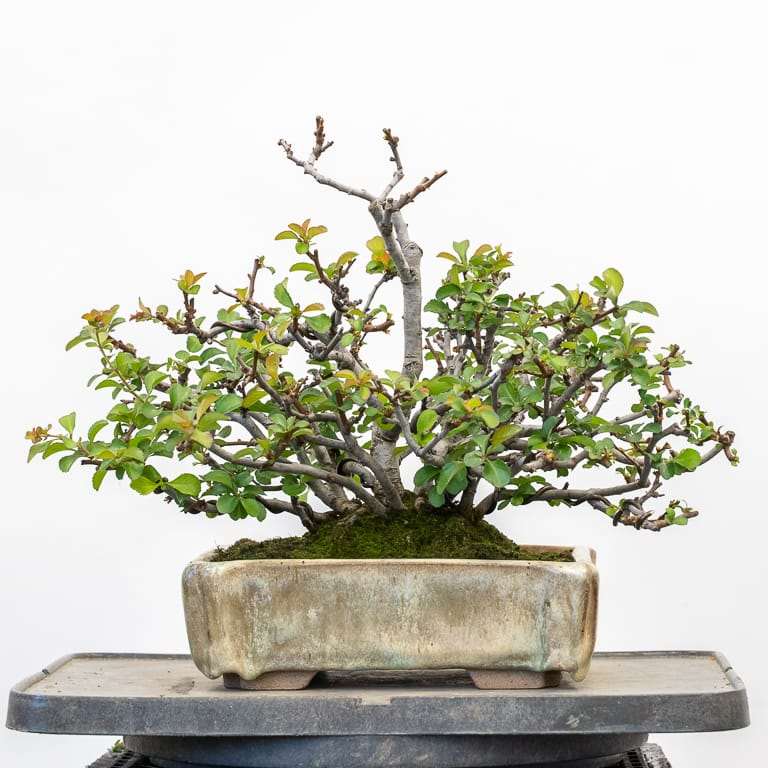 矮开花的长寿梅盆景修剪花朵 对比图片