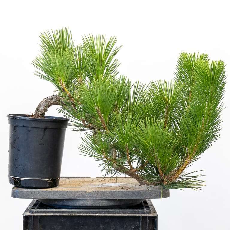 图解 6年黑松盆景怎么修剪的5个步骤