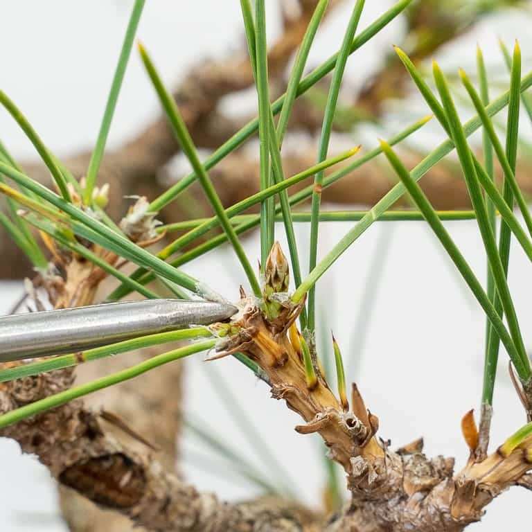 图解 6年黑松盆景怎么修剪的5个步骤