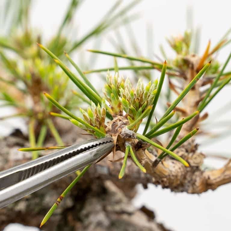 图解 6年黑松盆景怎么修剪的5个步骤