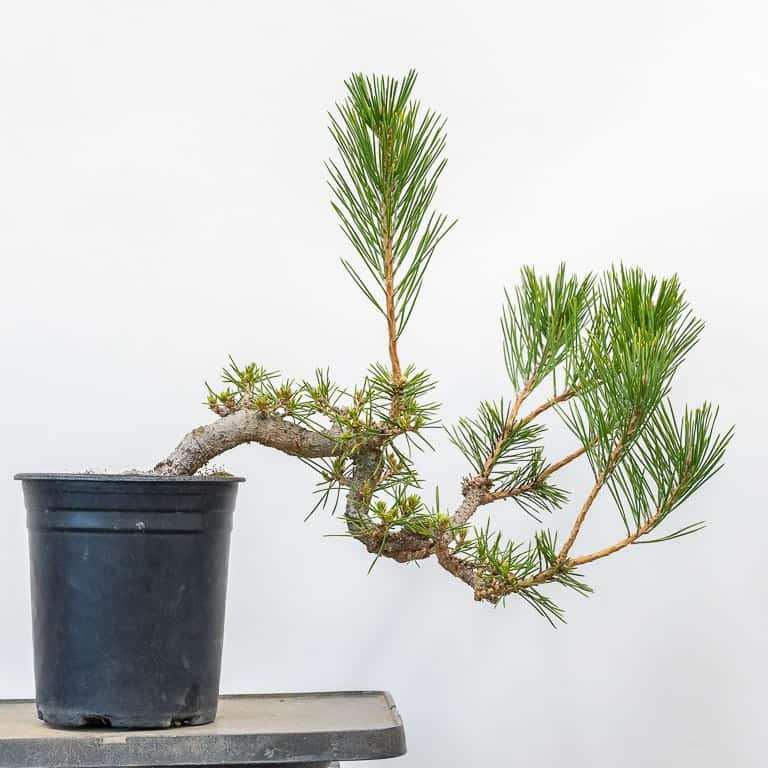 图解 6年黑松盆景怎么修剪的5个步骤