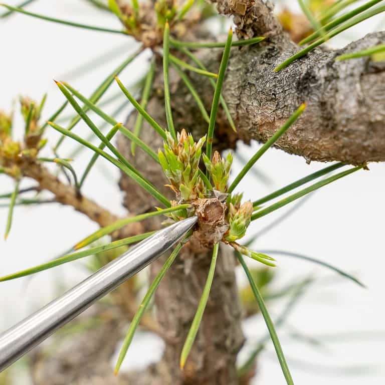 图解 6年黑松盆景怎么修剪的5个步骤