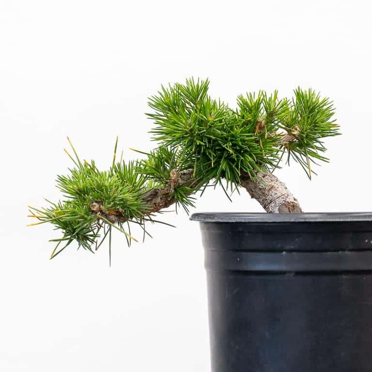 图解 6年黑松盆景怎么修剪的5个步骤