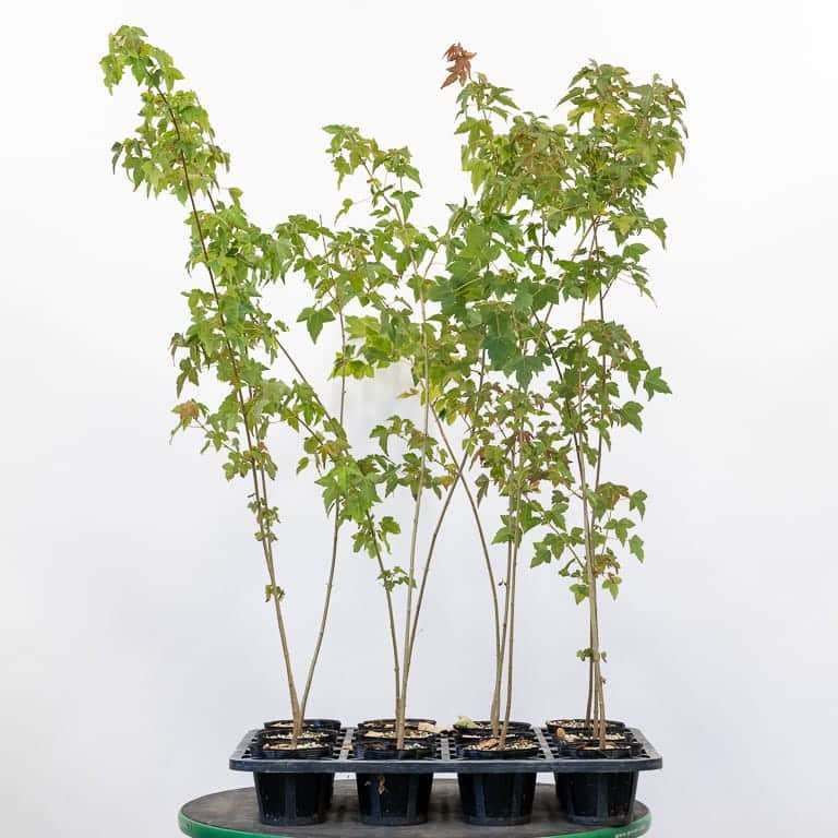 图解 枫树盆景怎么修剪的正确和错误方法