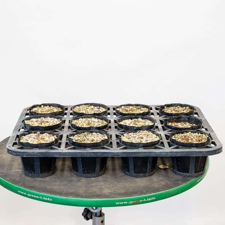 图解 枫树盆景怎么修剪的正确和错误方法