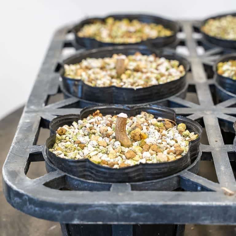 图解 枫树盆景怎么修剪的正确和错误方法