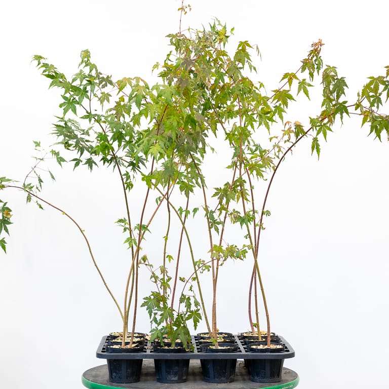 图解 枫树盆景怎么修剪的正确和错误方法