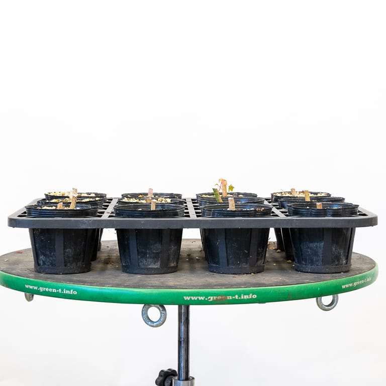 图解 枫树盆景怎么修剪的正确和错误方法