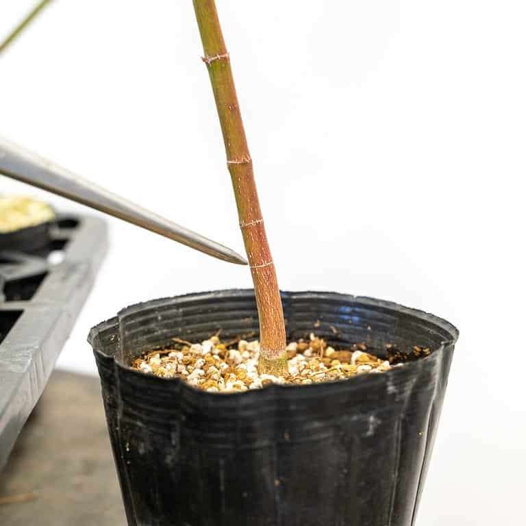 图解 枫树盆景怎么修剪的正确和错误方法