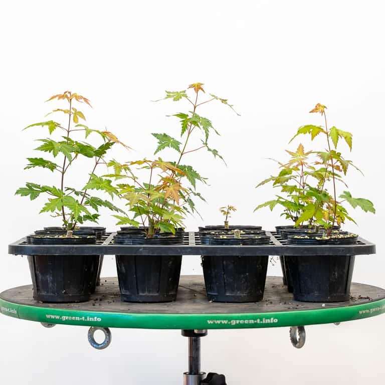 图解 枫树盆景怎么修剪的正确和错误方法