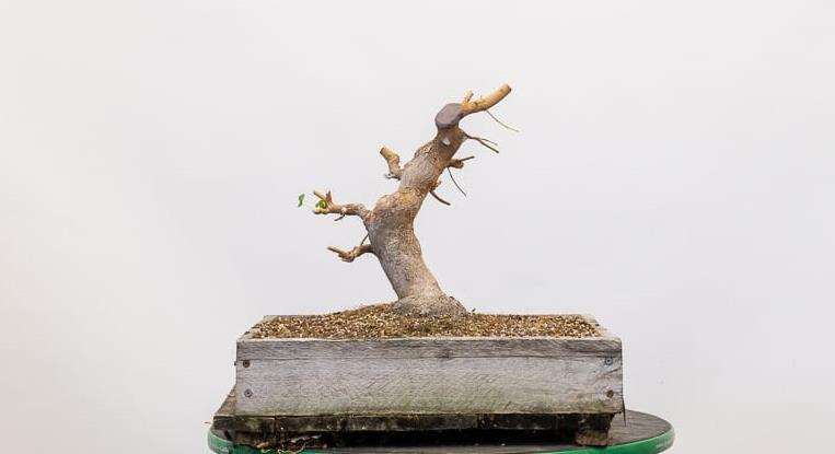 修剪枫树盆景牺牲枝的前后 对比图片