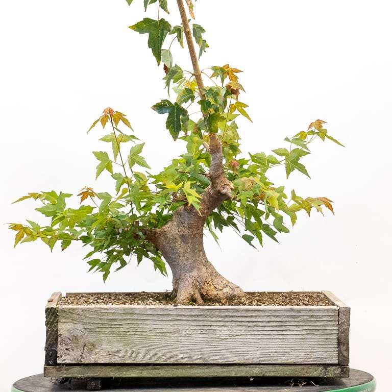 修剪枫树盆景牺牲枝的前后