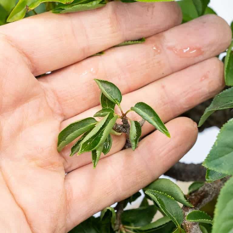 日本李子盆景的斑点和枝条枯死 图片