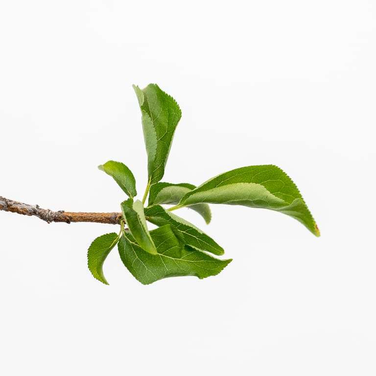 日本李子盆景的斑点和枝条枯死 图片