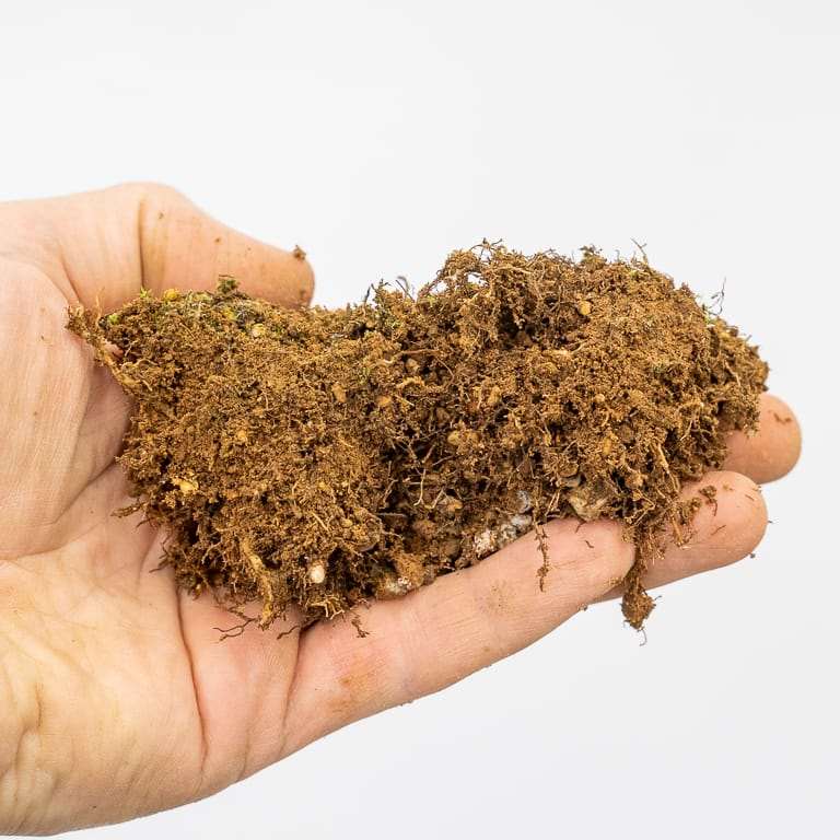 日本李子盆景的斑点和枝条枯死 图片