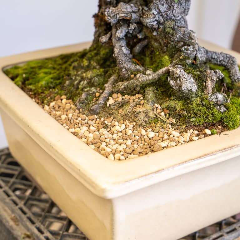 日本李子盆景的斑点和枝条枯死 图片