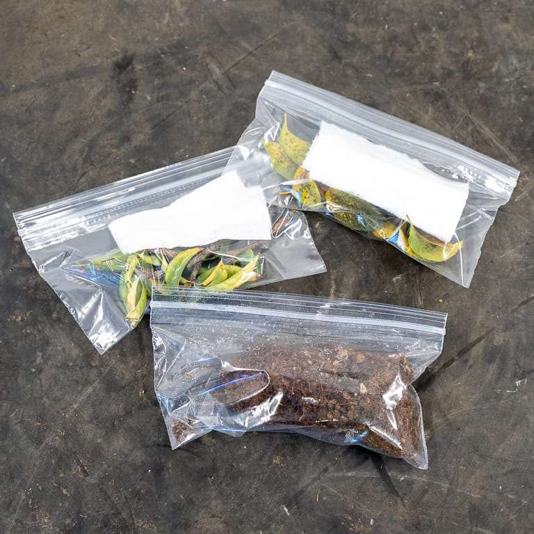 日本李子盆景的斑点和枝条枯死 图片