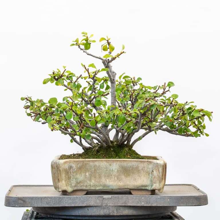 秋季盆景修剪后怎么扦插的方法