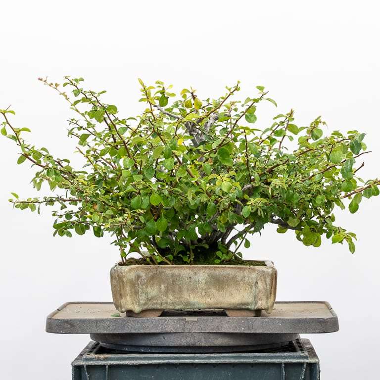 老外 秋季盆景修剪后怎么扦插的方法