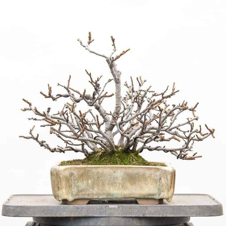 秋季盆景修剪后怎么扦插的方法