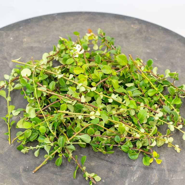 老外 秋季盆景修剪后怎么扦插的方法