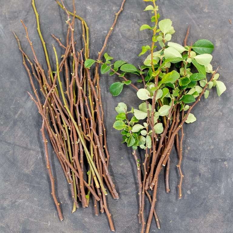 老外 秋季盆景修剪后怎么扦插的方法