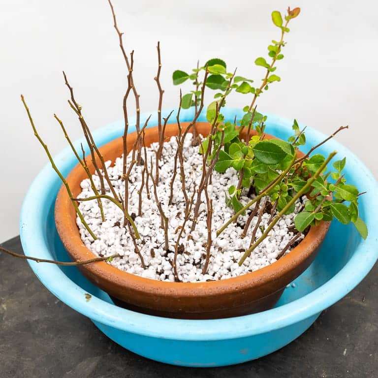 老外 秋季盆景修剪后怎么扦插的方法