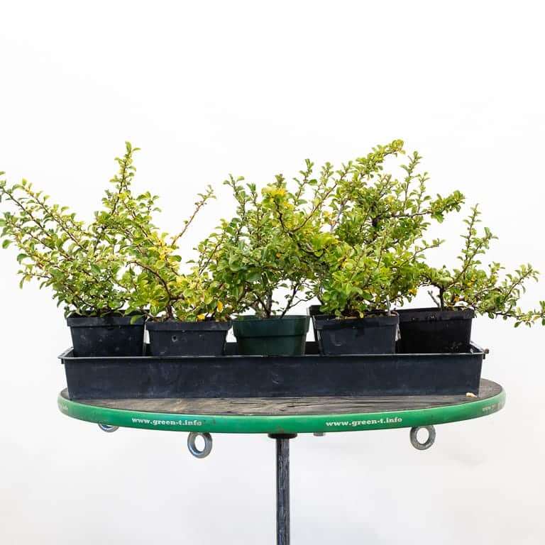 长寿梅盆景怎么修剪树叶的3个方法