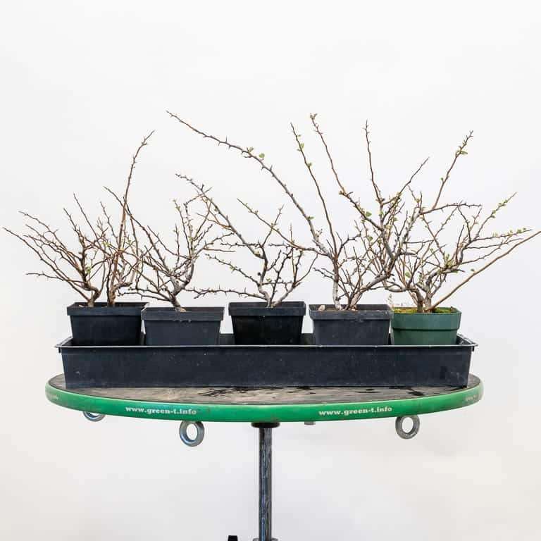 长寿梅盆景怎么修剪树叶的3个方法