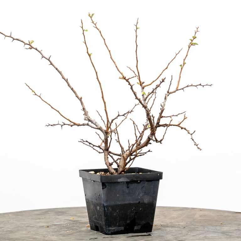 长寿梅盆景怎么修剪树叶的3个方法