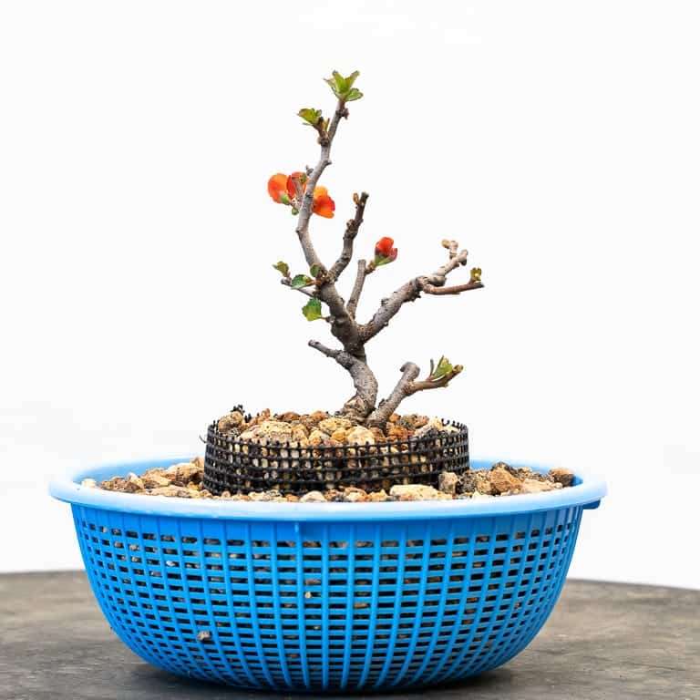 长寿梅盆景怎么修剪树叶的3个方法