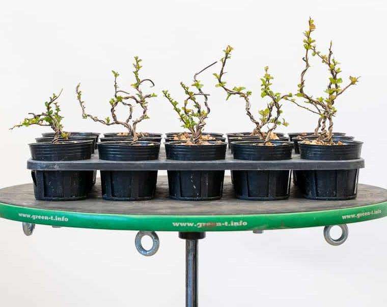 长寿梅盆景怎么修剪树叶的3个方法