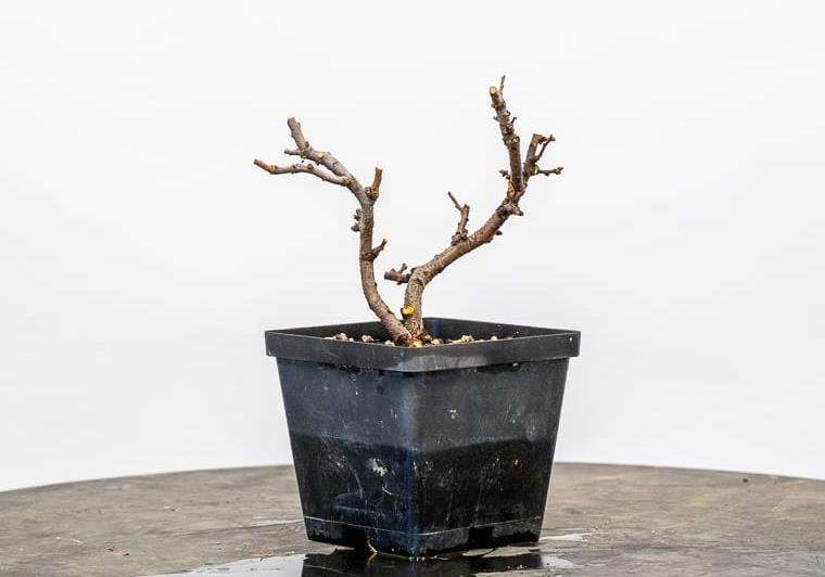 长寿梅盆景怎么修剪树叶的3个方法