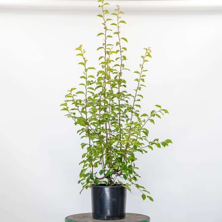 图解 木瓜盆景怎么修剪蟠扎的5个板子