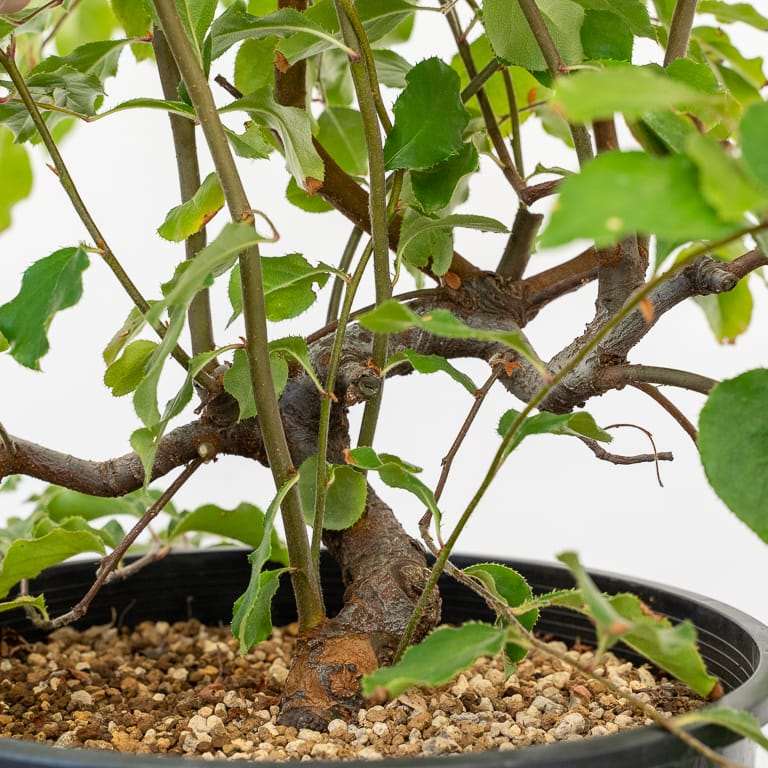 图解 木瓜盆景怎么修剪蟠扎的5个板子