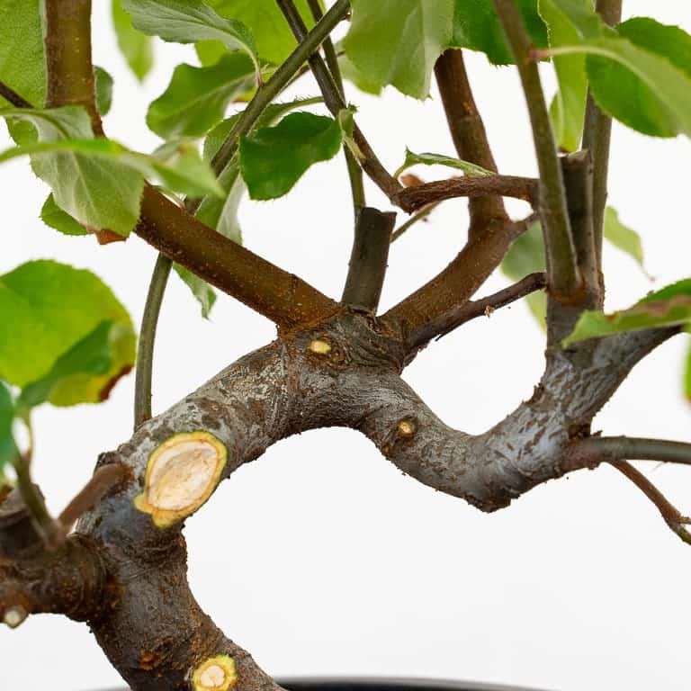 图解 木瓜盆景怎么修剪蟠扎的5个板子