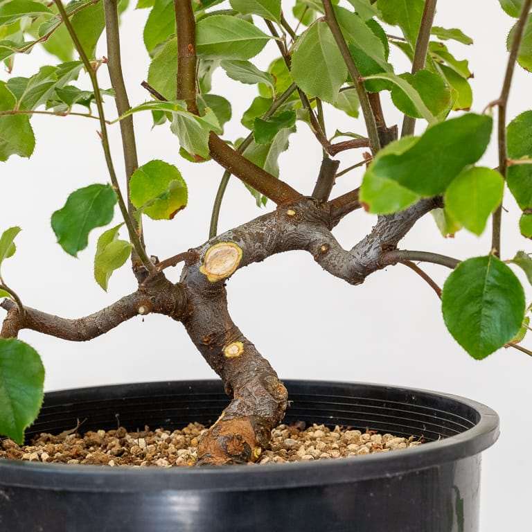 图解 木瓜盆景怎么修剪蟠扎的5个板子