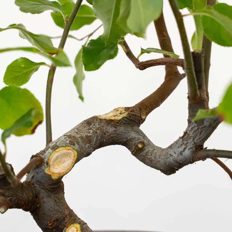 图解 木瓜盆景怎么修剪蟠扎的5个板子