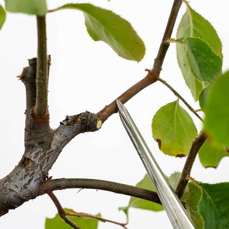 图解 木瓜盆景怎么修剪蟠扎的5个板子