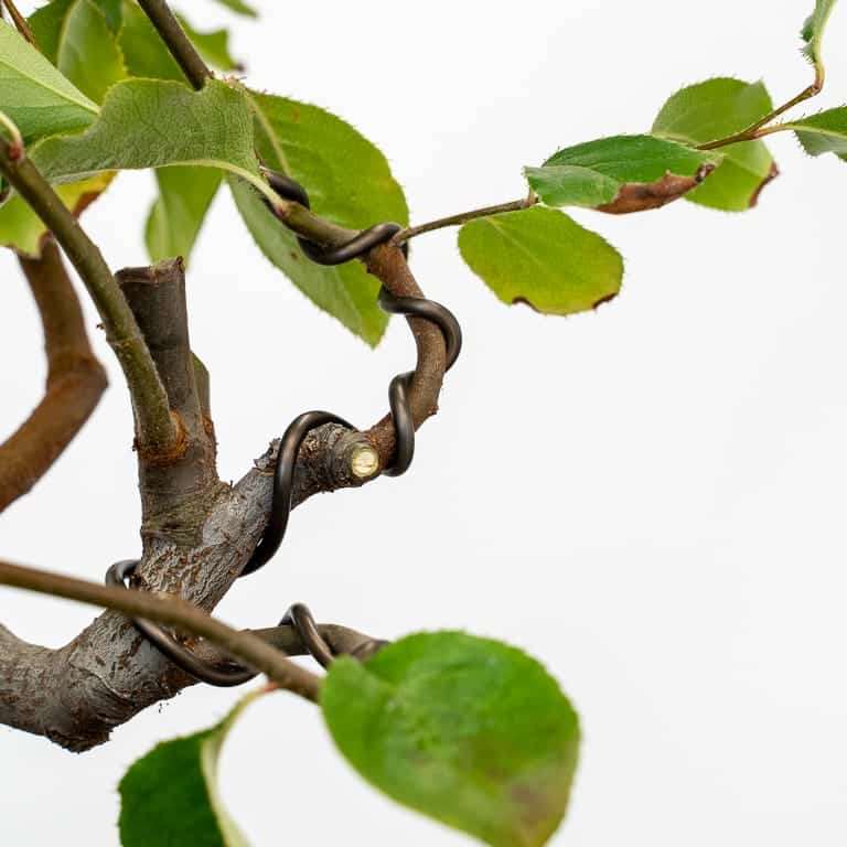 图解 木瓜盆景怎么修剪蟠扎的5个板子