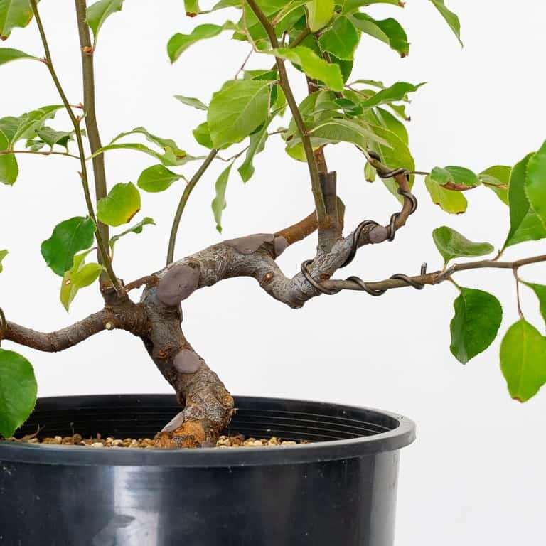 图解 木瓜盆景怎么修剪蟠扎的5个板子