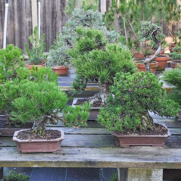 我花园里的黑松盆景