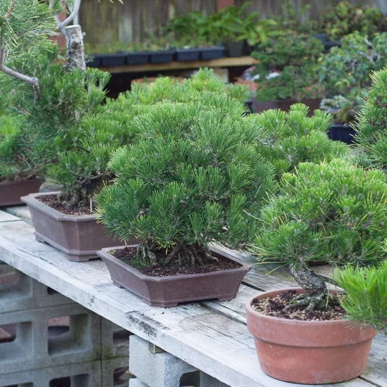 我花园里的黑松盆景