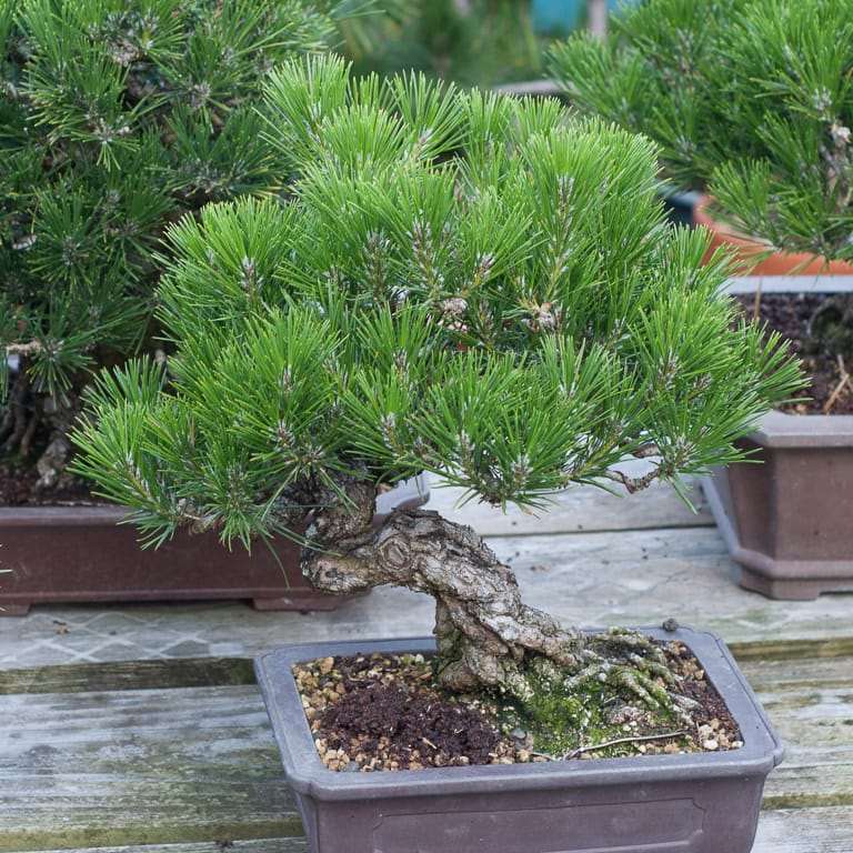 我花园里的黑松盆景